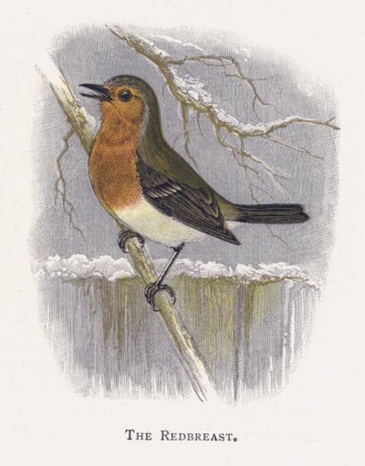 De Roodborst door Alexander Francis Lydon